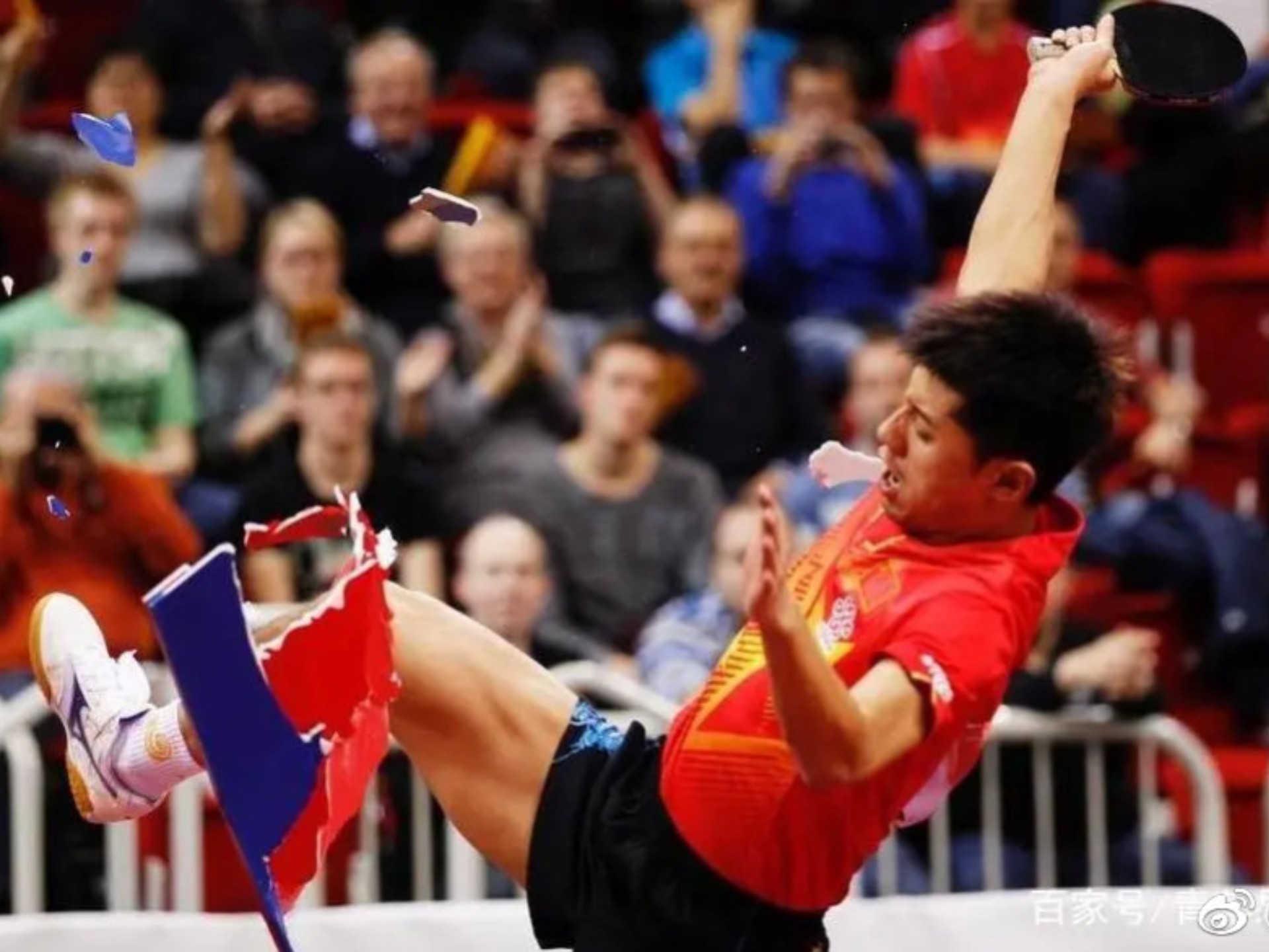 包含波兰乒乓球队血洗日本乒乓球队，张继科绝境逆转的词条